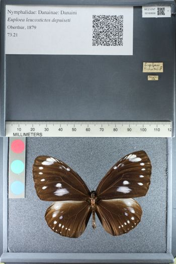 Media type: image;   Entomology 160656